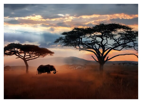 Obraz - Park Narodowy Serengeti, Tanzania, Afryka (70x50 cm)