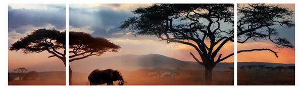 Obraz - Park Narodowy Serengeti, Tanzania, Afryka (170x50 cm)