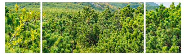 Obraz - Babia Góra, Polska (170x50 cm)