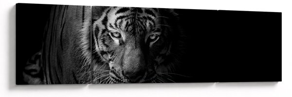 Obraz dzikiego tygrysa (170x50 cm)