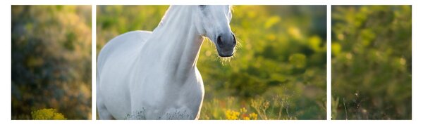 Obraz białego konia na łące (170x50 cm)
