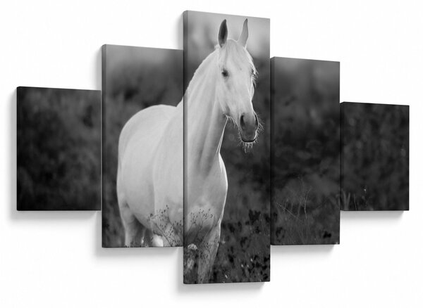 Obraz białego konia na łące, czarno - biały (125x70 cm)