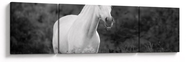Obraz białego konia na łące, czarno - biały (170x50 cm)