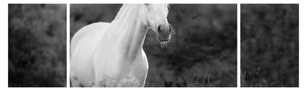 Obraz białego konia na łące, czarno - biały (170x50 cm)