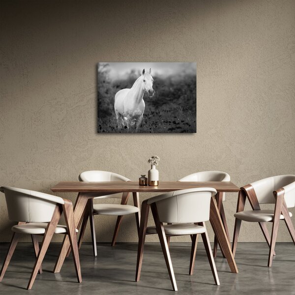 Obraz białego konia na łące, czarno - biały (70x50 cm)