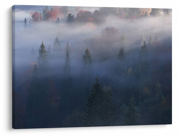 Obraz - Las we mgle, Karpaty, Ukraina (70x50 cm)