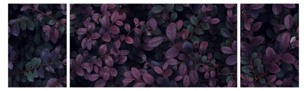 Obraz ciemnoczerwonych liści (170x50 cm)