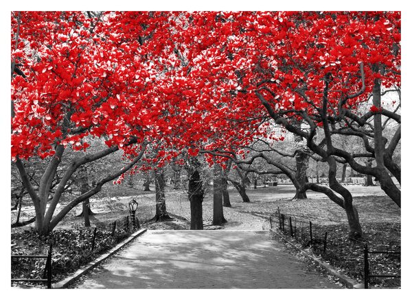 Obraz - Czerwone drzewa, Central Park, New York (70x50 cm)