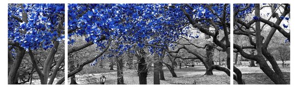 Obraz - Niebieskie drzewa, Central Park, New York (170x50 cm)