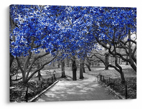 Obraz - Niebieskie drzewa, Central Park, New York (70x50 cm)