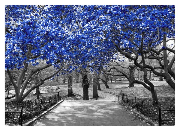 Obraz - Niebieskie drzewa, Central Park, New York (70x50 cm)