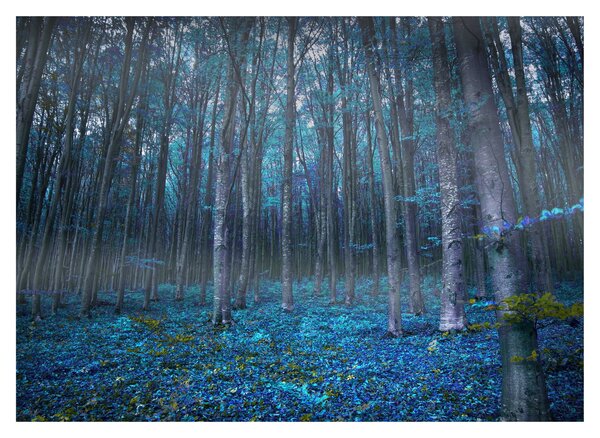 Obraz - Magiczny las (70x50 cm)
