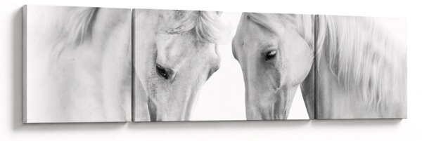 Obraz białych koni (170x50 cm)