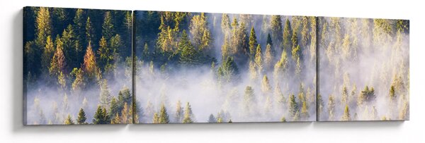 Obraz drzew we mgle (170x50 cm)
