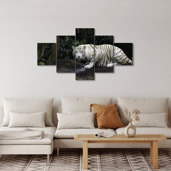 Obraz - Tygrys albinos (125x70 cm)