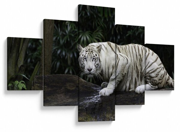 Obraz - Tygrys albinos (125x70 cm)