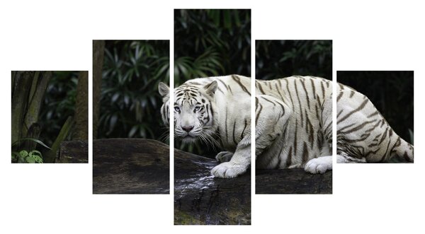 Obraz - Tygrys albinos (125x70 cm)