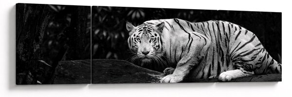 Obraz - Tygrys albinos, czarno - biały (170x50 cm)