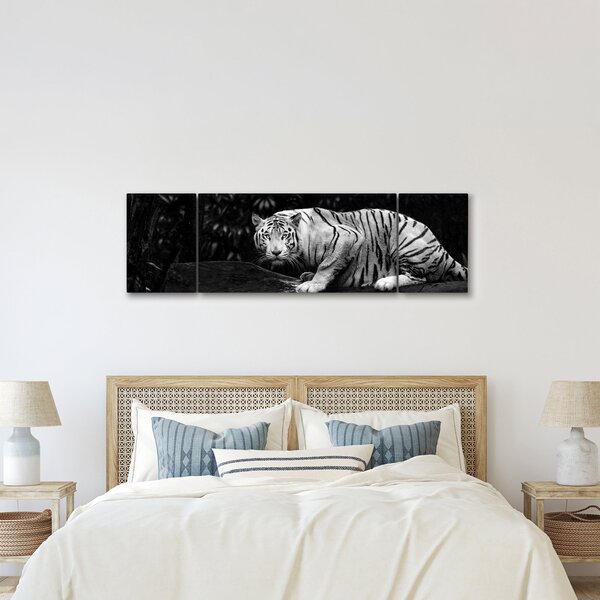 Obraz - Tygrys albinos, czarno - biały (170x50 cm)