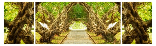 Obraz - Żywy tunel plumerii (170x50 cm)