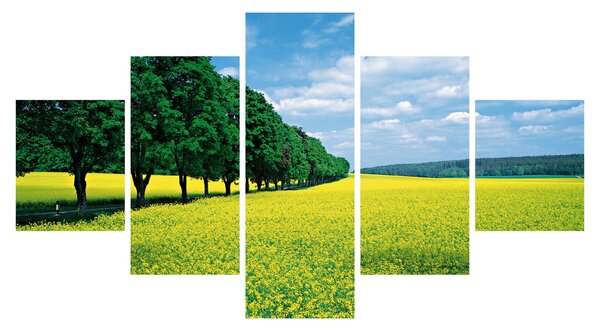 Obraz pola z aleją (125x70 cm)