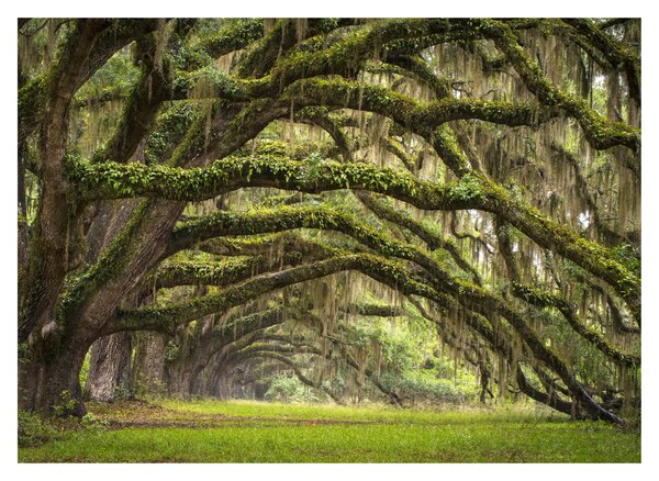 Obraz - Oaks Avenue, Charleston, Karolina Południowa, USA (70x50 cm)