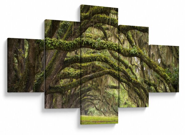 Obraz - Oaks Avenue, Charleston, Karolina Południowa, USA (125x70 cm)