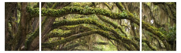 Obraz - Oaks Avenue, Charleston, Karolina Południowa, USA (170x50 cm)