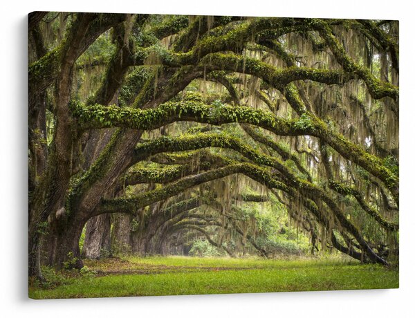 Obraz - Oaks Avenue, Charleston, Karolina Południowa, USA (70x50 cm)