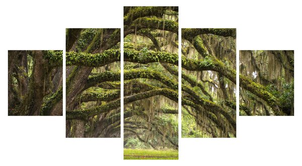 Obraz - Oaks Avenue, Charleston, Karolina Południowa, USA (125x70 cm)