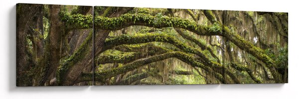 Obraz - Oaks Avenue, Charleston, Karolina Południowa, USA (170x50 cm)