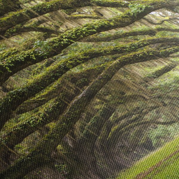 Obraz - Oaks Avenue, Charleston, Karolina Południowa, USA (170x50 cm)