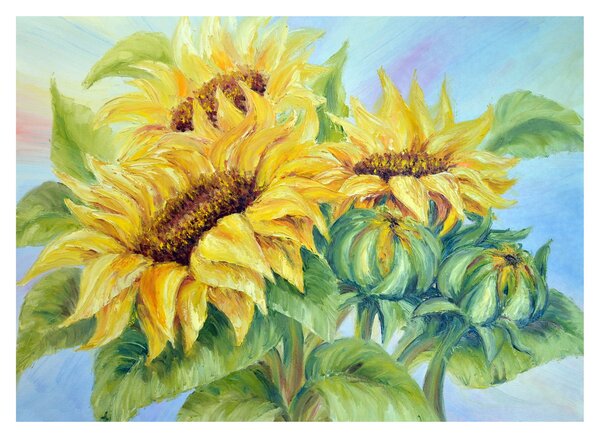 Obraz kwitnących słoneczników (70x50 cm)