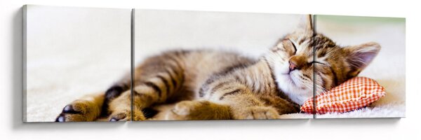 Obraz - Śpiący kotek (170x50 cm)