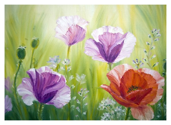 Obraz - Maki (70x50 cm)