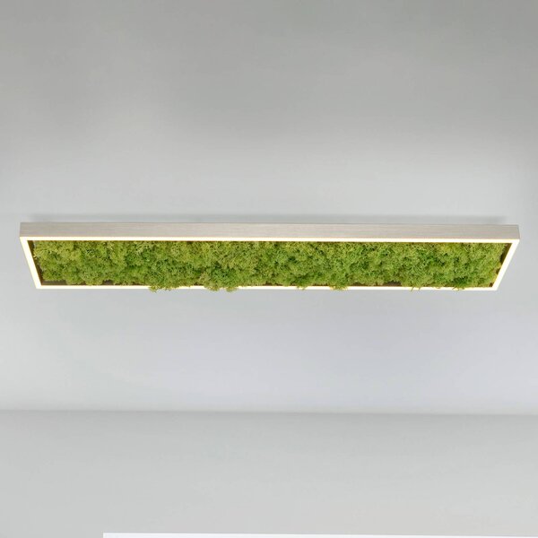 JUST LIGHT. GmbH Lampa sufitowa LED Green Knut, możliwość ściemniania, zielony, salon / jadalnia, nowoczesny