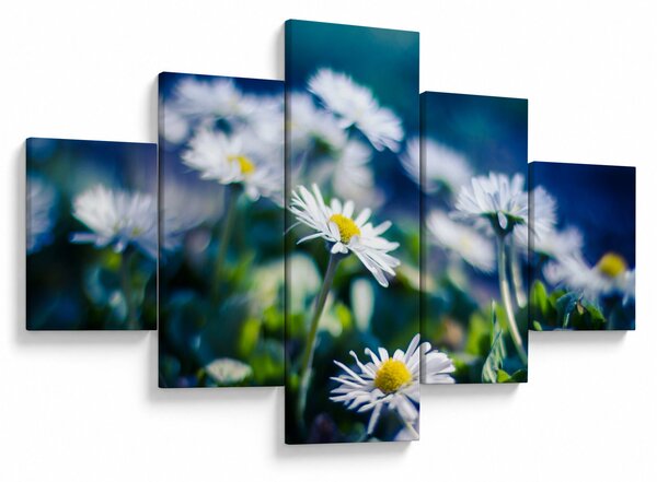 Obraz stokrotek (125x70 cm)