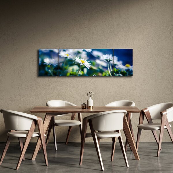 Obraz stokrotek (170x50 cm)