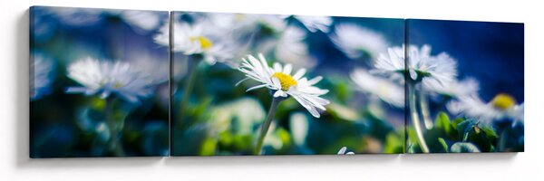 Obraz stokrotek (170x50 cm)