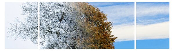 Obraz - Zmiana pór roku (170x50 cm)