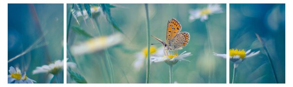 Obraz - Motyl na stokrotce (170x50 cm)