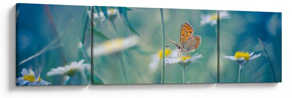 Obraz - Motyl na stokrotce (170x50 cm)