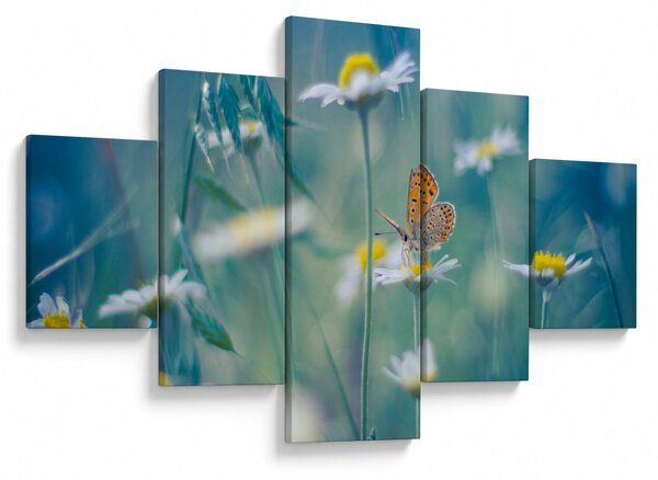 Obraz - Motyl na stokrotce (125x70 cm)