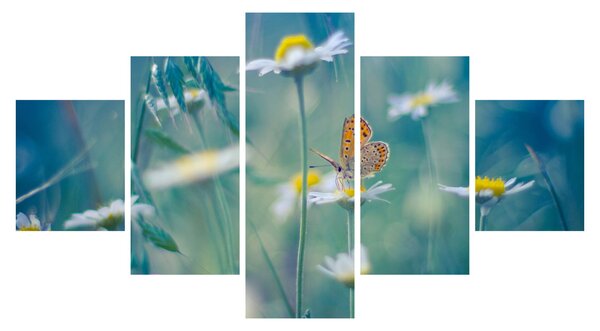 Obraz - Motyl na stokrotce (125x70 cm)