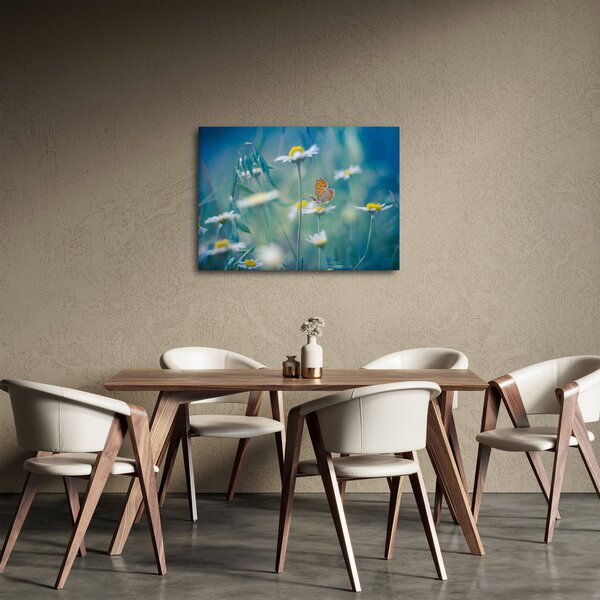 Obraz - Motyl na stokrotce (70x50 cm)