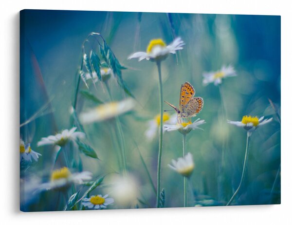 Obraz - Motyl na stokrotce (70x50 cm)