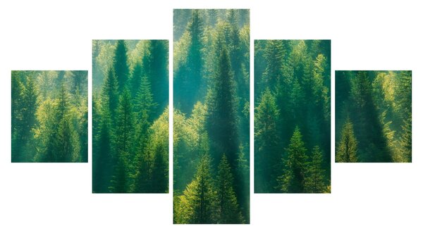 Obraz - Las sosnowy (125x70 cm)