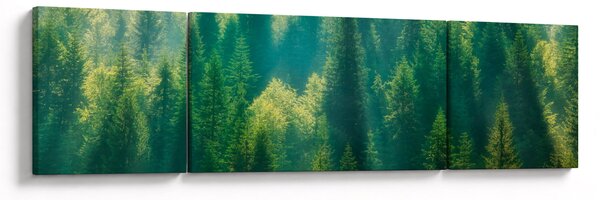 Obraz - Las sosnowy (170x50 cm)