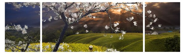 Obraz - Kwitnące drzewo w krajobrazie (170x50 cm)