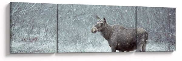 Obraz - Łoś w śnieżnym lesie (170x50 cm)